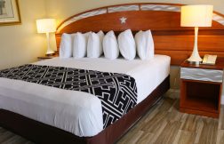 Single King Room